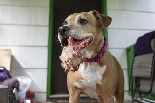 比特斗牛犬