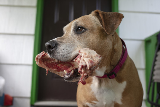 比特斗牛犬