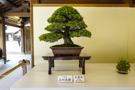日本盆栽展览五叶松