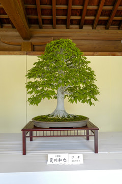 日本盆栽展览