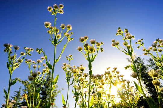 仰拍野花野菊花