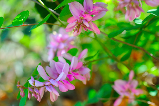 胡枝子野花