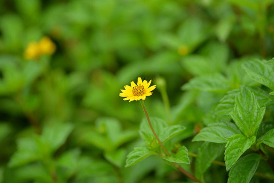 野菊花