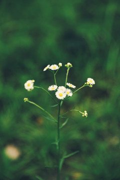 清凉夏季洋甘菊