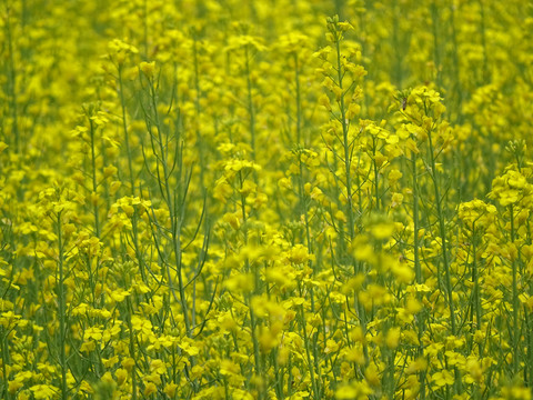 油菜花