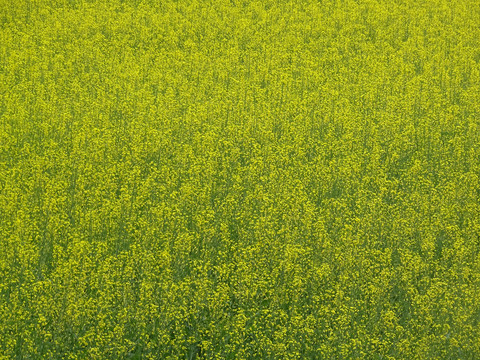 油菜田