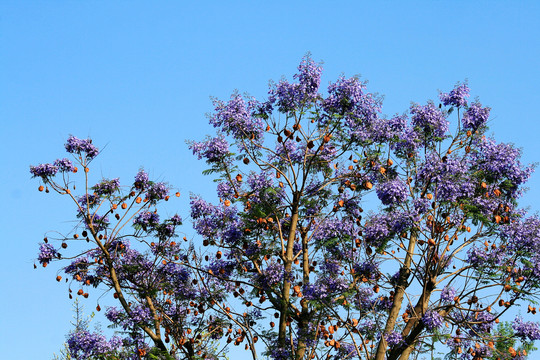 蓝花楹树