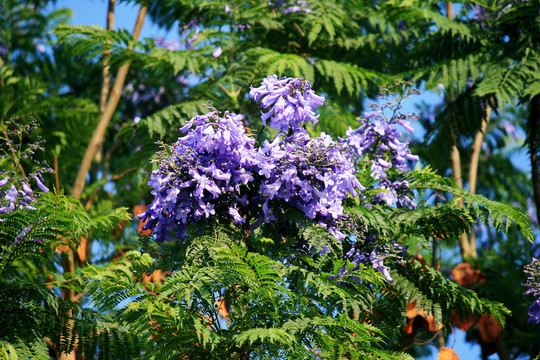 蓝花楹