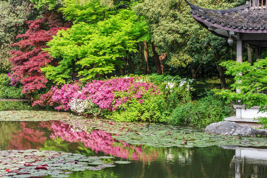 杜鹃花