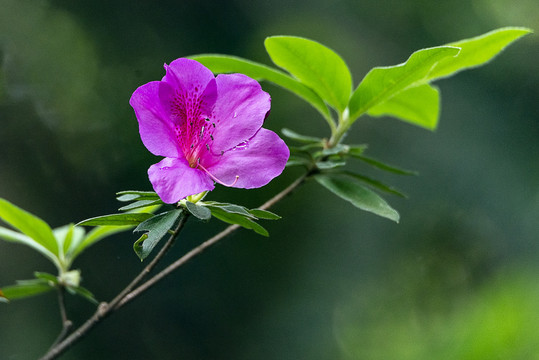 杜鹃花