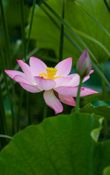 荷花莲花