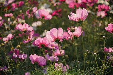 格桑花