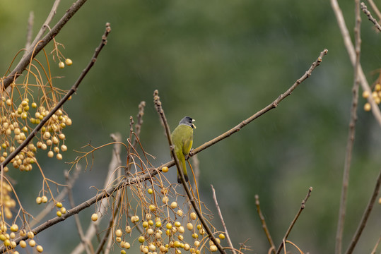 领雀嘴鹎