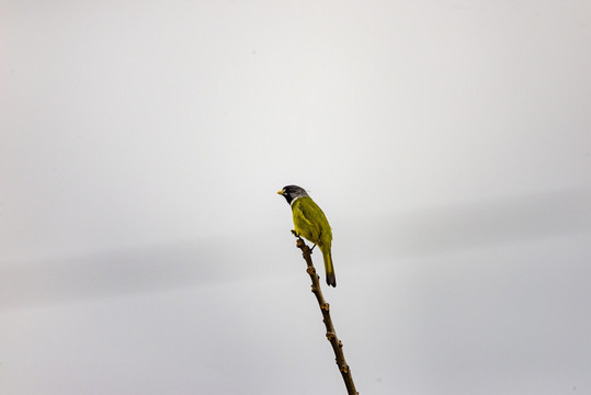 领雀嘴鹎