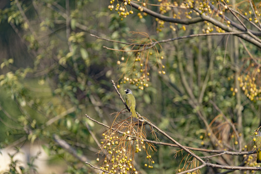 领雀嘴鹎