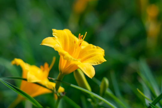 公园里盛开的萱草花