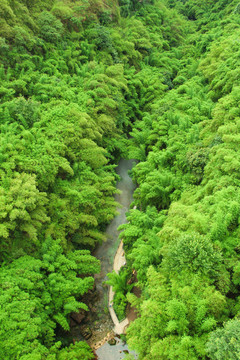 川西竹海