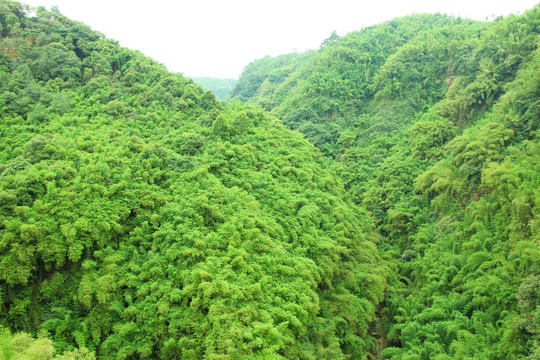 川西竹海