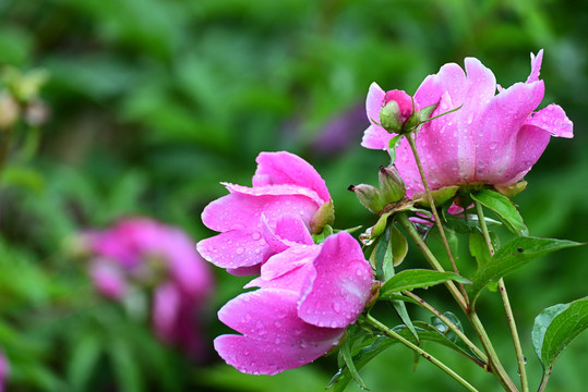 芍药