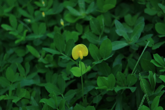 蔓花生长喙花生