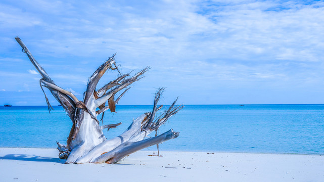 海滩枯树