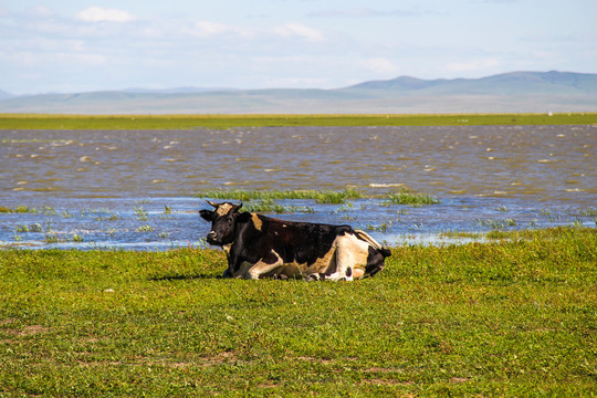 呼伦湖畔的牛