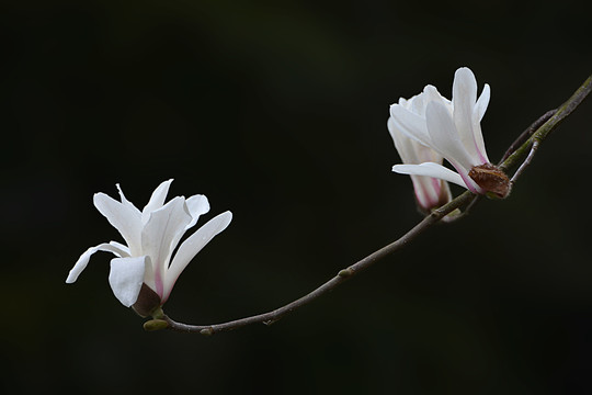 玉兰花