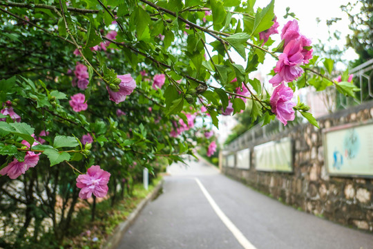 木槿花