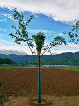 田野