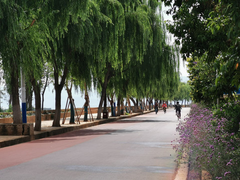 道路绿化