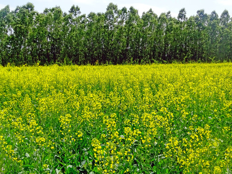 油菜地