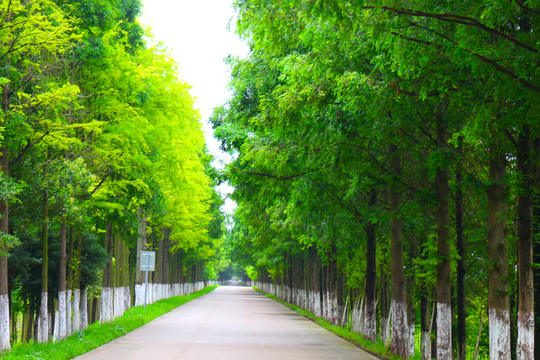 树林道路