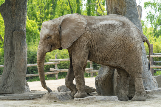 野生动物园的一只大象