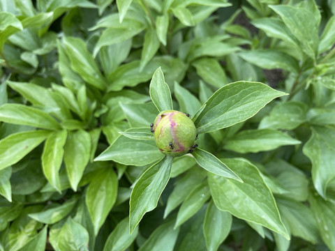 芍药花苞