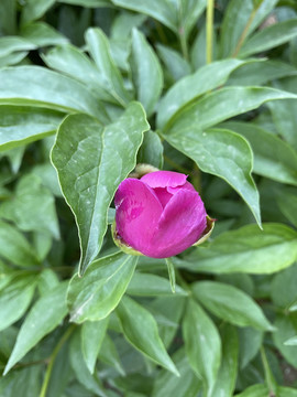 芍药花苞