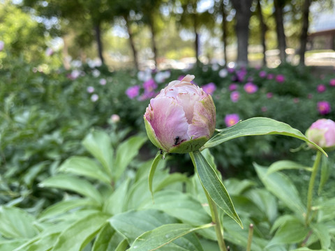 芍药花