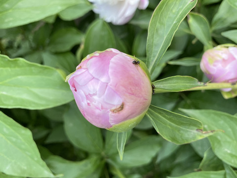 芍药花