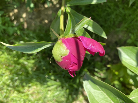 芍药花苞