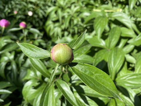 芍药花苞