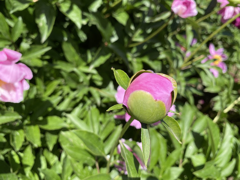 芍药花苞