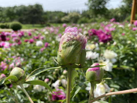 芍药花苞