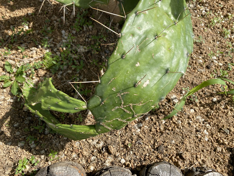 仙人掌