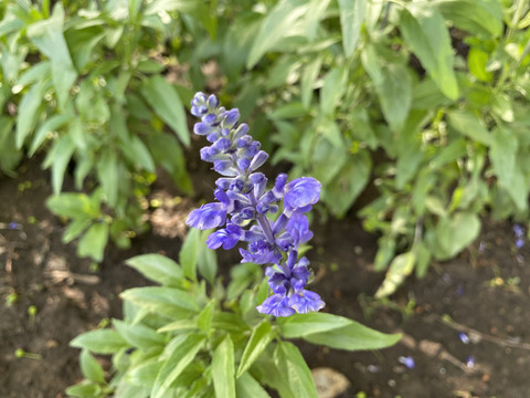 蓝花鼠尾草