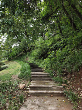 公园台阶与绿植