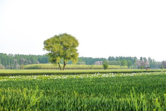 田野