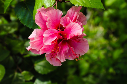 绿叶衬红花夏日朱槿牡丹