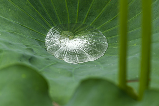 雨荷