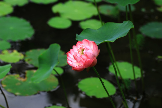 夏日荷花