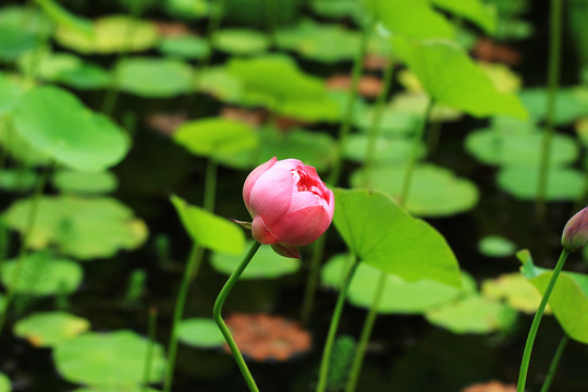 粉色荷花