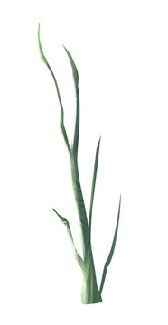 黃綠色調(diào)小清新風格多杈樹